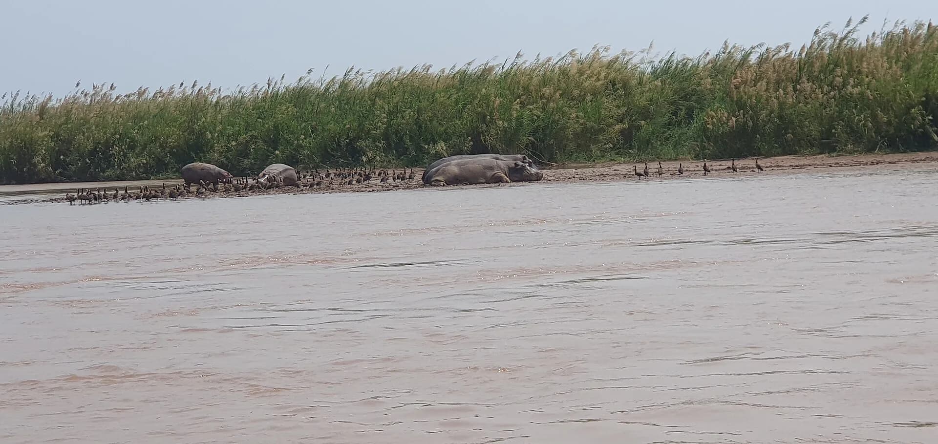 Rusizi River, wildlife & Bujumbura