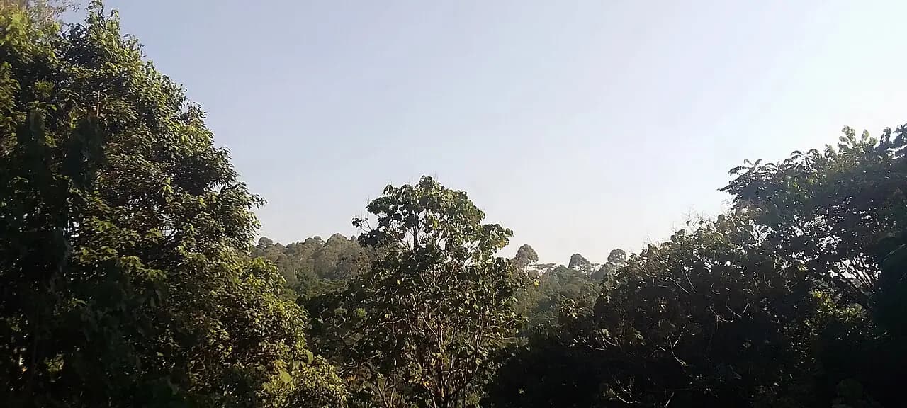 Teza tea country & Kibira forest hike