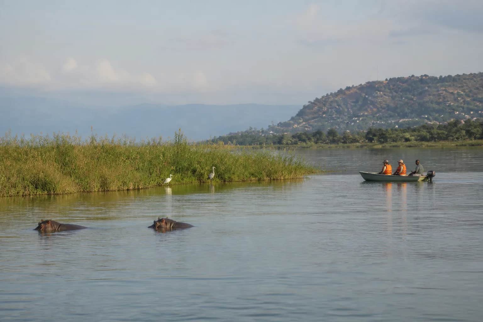 Editorial illustration grounded in a photograph of hippos and a guided boat at Rusizi